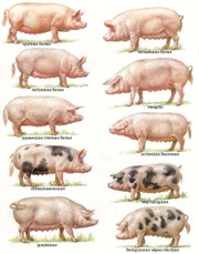 Продаю свиней живым весом