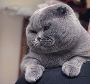 Вязка!Шотландский вислоухий кот приглашает...