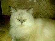 Персидская кошка колор-поинт