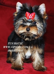 Элитные щенки йоркширского терьера питомника FUN HOUSE