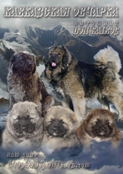щенки кавказской овчарки - элитные