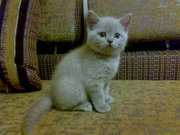 Котенок породы Скоттиш-страйт