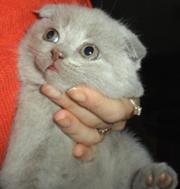 Продаются шотландские плюшевые котята с родословной.