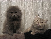 Продам шотландских котят,  хайлендов