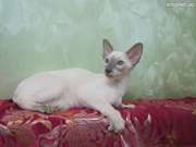 Сиамские и ориентальные котята