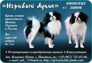 Японский хин