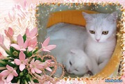 белые вислоухие котята от шиншиллы