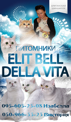 британские шиншиллы