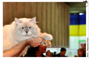 Шотландские вислоухие, прямоухие котята