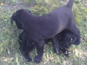 щенки лабрадора,  окрас черный,  возраст 2 месяца
