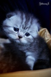 Продам шотландских плюшевых котят мраморных окрасов