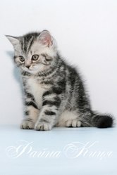 Шотландский мраморный серебристый котенок