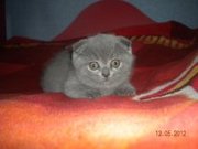 Продается шотландская вислоушка.