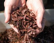 Калифорнийский червь - лучший производитель биогумуса,  отличный корм д