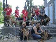 дрессировка собак в Донецке и области