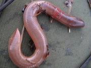 Червь Старатель,  Калифорнийский червь