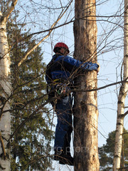валка,  распиливание,  вывоз деревьев Донецкая область
