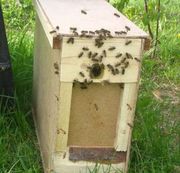 Продам пчелопакет в Донецке