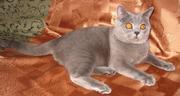 Очаровательный кот породы scottish stright приглашает кошечек на вязку