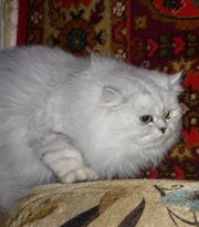 Персидский котик приглашает кошечек